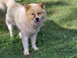 Poklon - Me&scaron;anac akita inu i samojeda 