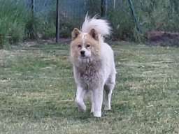 Poklon - Me&scaron;anac akita inu i samojeda 