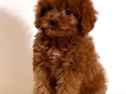 Cavapoo-Kavapu (cavalier king charles spaniel + pudla)