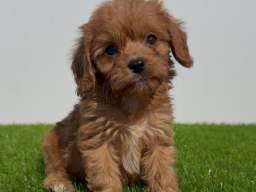 Cavapoo-Kavapu (cavalier king charles spaniel + pudla)