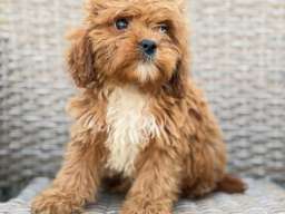 Cavapoo-Kavapu (cavalier king charles spaniel + pudla)