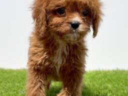 Cavapoo-Kavapu (cavalier king charles spaniel + pudla)