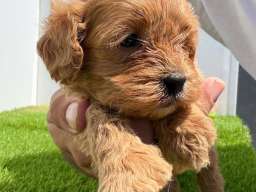 Cavapoo-Kavapu (cavalier king charles spaniel + pudla)