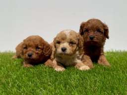 Cavapoo-Kavapu (cavalier king charles spaniel + pudla)