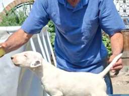 Standard Bulterijer stenci 