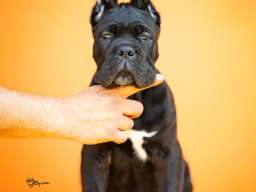 Cane Corso prelepi štenci