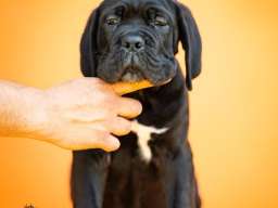Cane Corso prelepi &scaron;tenci