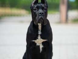 Cane Corso prelepi &scaron;tenci