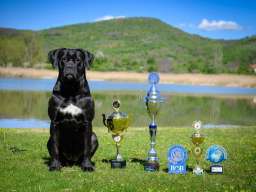 Cane Corso prelepi &scaron;tenci