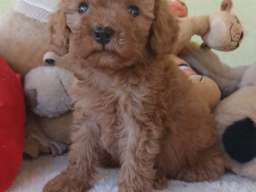 FCI registrovani kvalitetni štenci pudle 