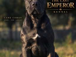 Cane Corso žensko štene