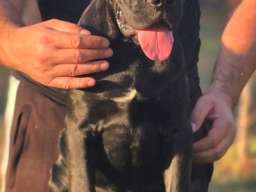 Cane Corso žensko &scaron;tene