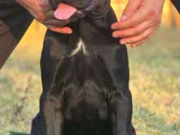 Cane Corso žensko &scaron;tene