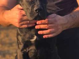 Cane Corso žensko &scaron;tene