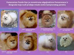 Renomirana odgajivačnica pomeranaca prodaje ženke