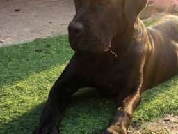 Cane Corso mlad pas