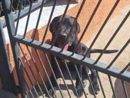 Cane Corso mlad pas