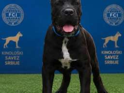 Cane Corso mlad pas
