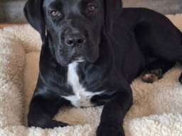 Cane Corso mlad pas