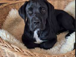 Cane Corso mlad pas