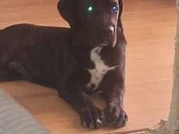 Cane Corso mlad pas