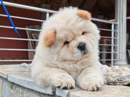Krem Chow Chow &scaron;tenci