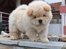 Krem Chow Chow &scaron;tenci