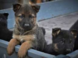 Gvozdeno sivi nemački ovčari