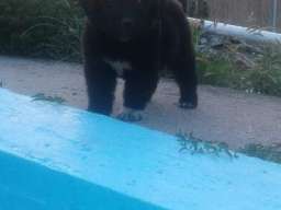 Njufaundlender stenci na prodaju 