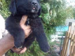 Njufaundlender stenci na prodaju 