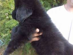 Njufaundlender stenci na prodaju 