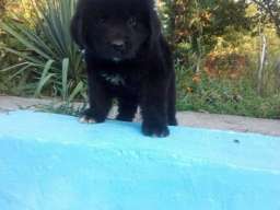 Njufaundlender stenci na prodaju 