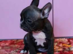 Francuski buldog stenad