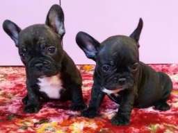 Francuski buldog stenad