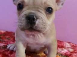 Francuski buldog stenad