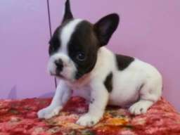 Francuski buldog stenad