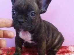 Francuski buldog stenad