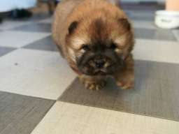 Čau čau &scaron;tenad