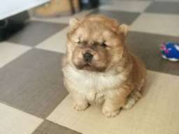 Čau čau &scaron;tenad