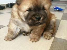 Čau čau &scaron;tenad