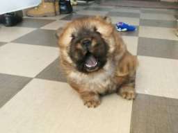 Čau čau &scaron;tenad