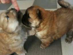 Čau čau &scaron;tenad