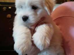 Coton de Tulear - stenad