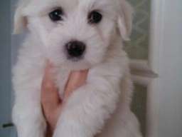 Coton de Tulear - stenad