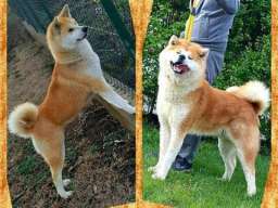 AKITA INU stenci