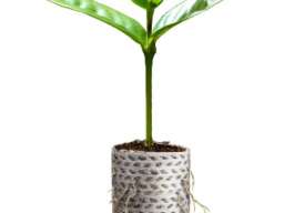 Paper pots Eko dar