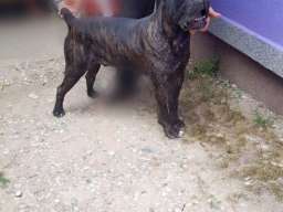 Cane Corso vrhunski muzijak za parenje!