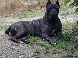 Cane Corso vrhunski muzijak za parenje!