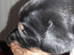 Doberman &scaron;tenci na prodaju