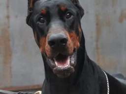Doberman &scaron;tenci na prodaju